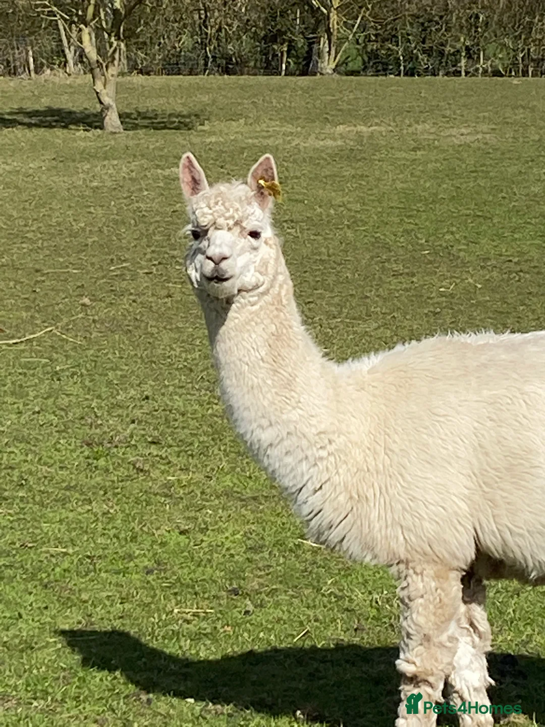 Alpaca livestock for sale: Three lovely female alpacas - Advert 3