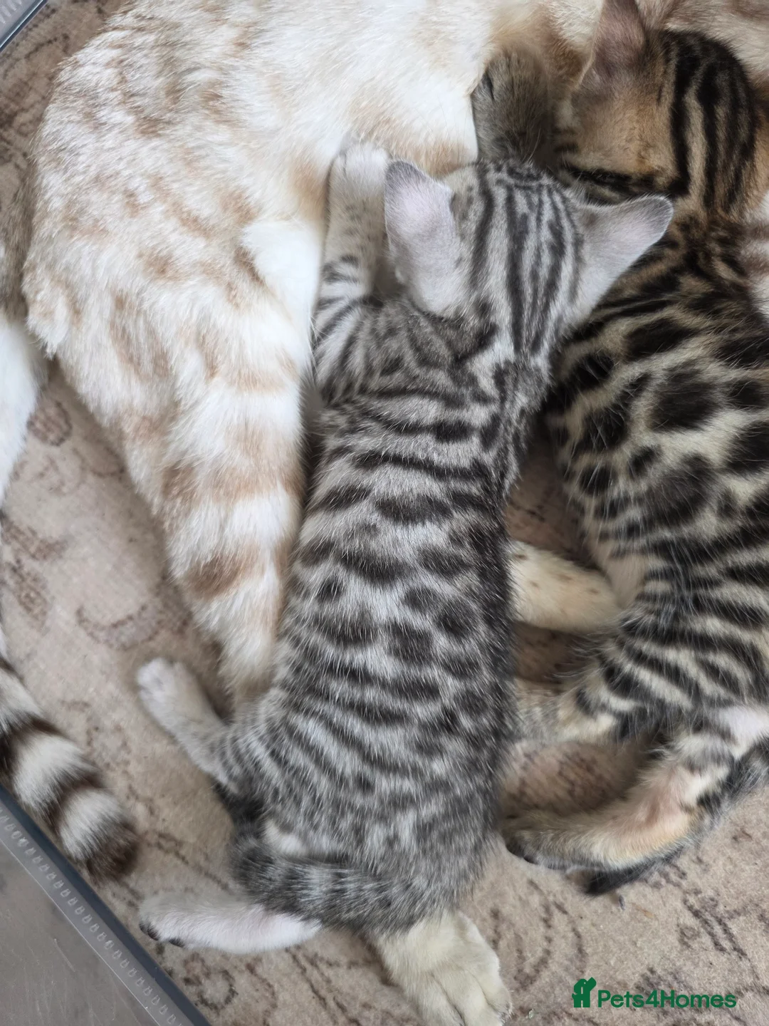 Bengal cats for sale: Only 2 left!! Bengal Kittens – Loving Homes Only  - Advert 27