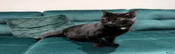 Mixed Breed cats for sale: Beautiful cuddly cat  - Advert 5