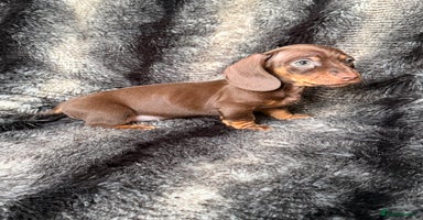 Miniature Dachshund dogs KC Registered Miniature Shorthaired Dachshund - Advert 9