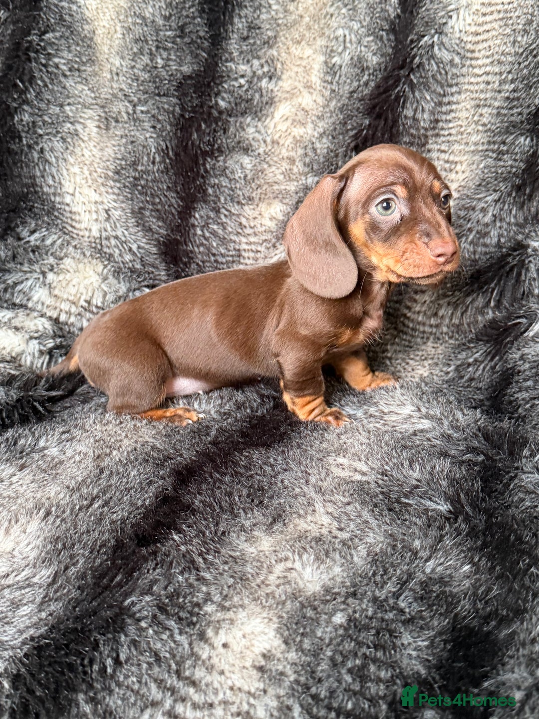 Miniature Dachshund dogs for sale: KC Registered Miniature Shorthaired Dachshund - Image 1