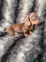 Miniature Dachshund dogs KC Registered Miniature Shorthaired Dachshund - Advert 8