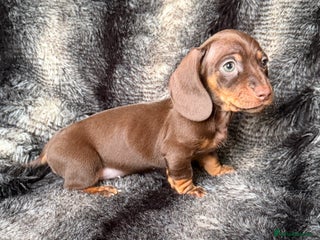Miniature Dachshund dogs - Advert 24