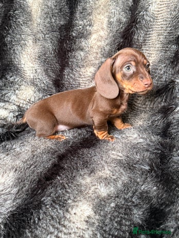 Miniature Dachshund dogs - Advert 1