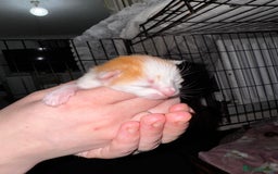 Mixed Breed cats for sale: 7 Mixed Kittens - Ginger, Tabby, Calico, White - Image 5