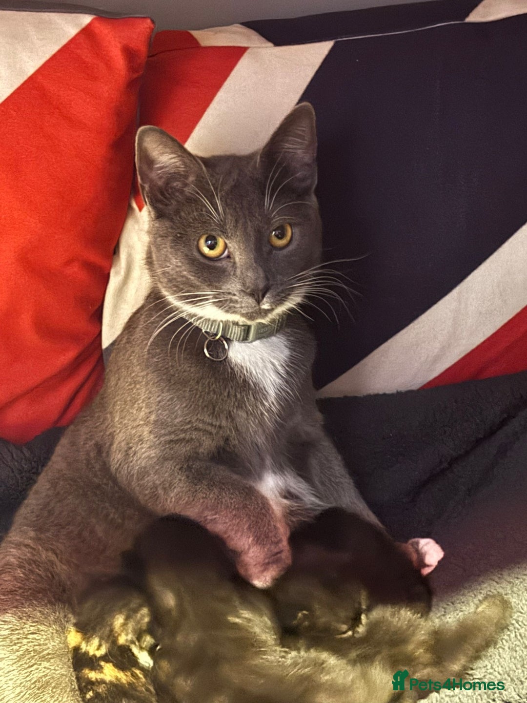 Mixed Breed cats for sale: 2x male kittens - Advert 7