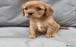 Cavapoo dogs for sale: Beautiful f1b cavapoo puppies  - Image 10