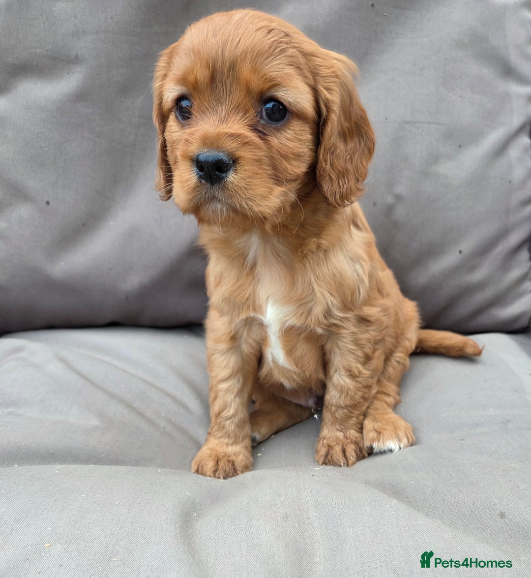 Cavapoo dogs for sale: Beautiful f1b cavapoo puppies  - Image 10