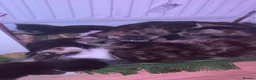 Mixed Breed cats for sale: Bengal x Maine coon kitten  - Advert 2