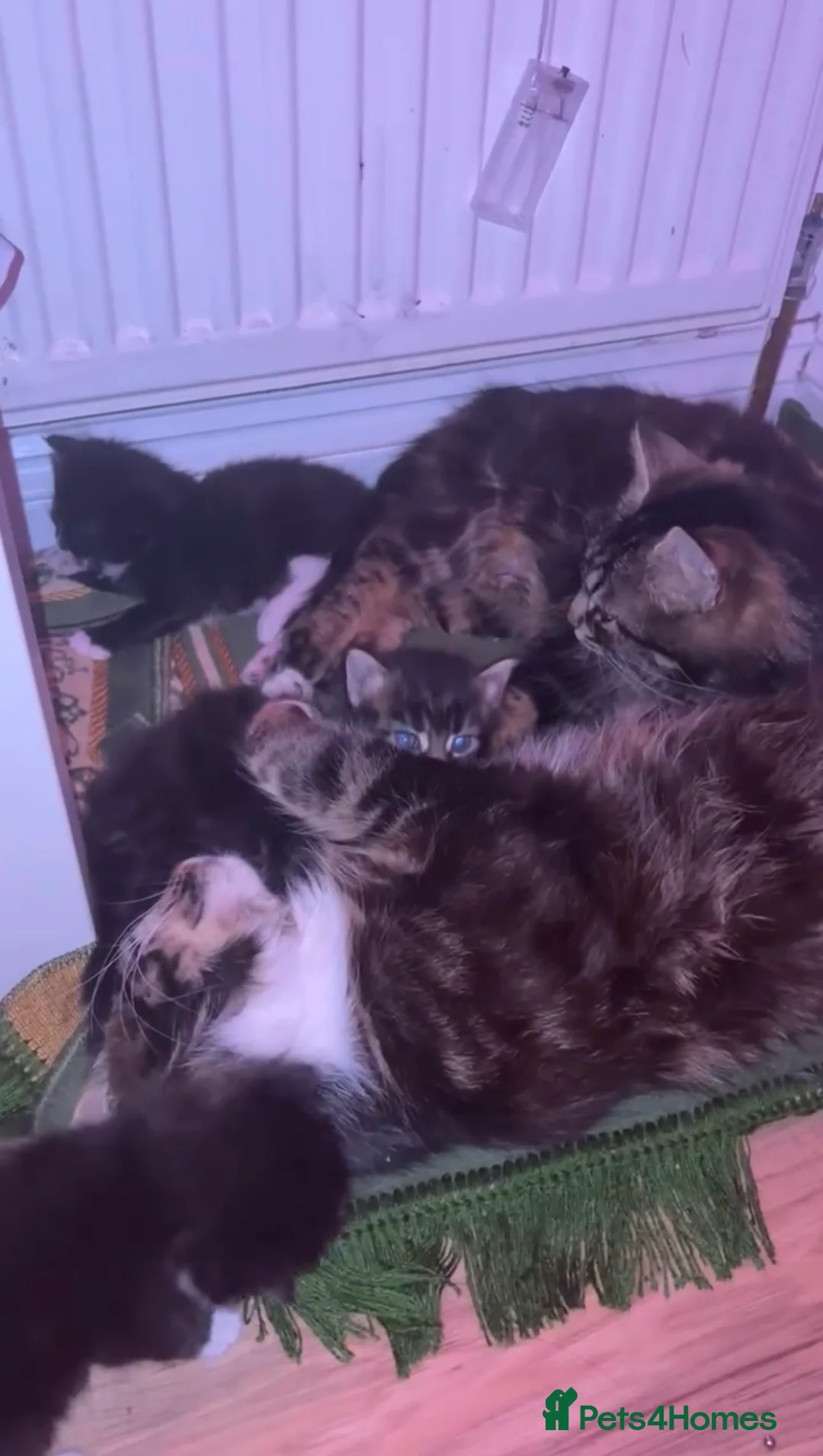 Mixed Breed cats for sale: Bengal x Maine coon kitten  - Advert 2