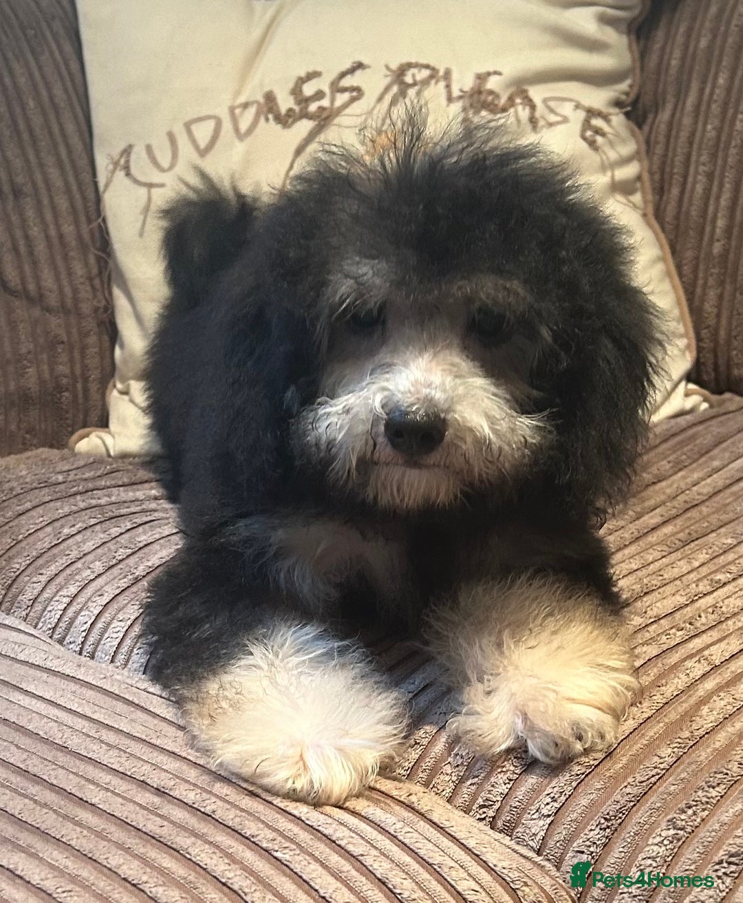 Cavapoo dogs for sale: DNA tested Cavapoo's, licensed breeder  in Battle - Image 1