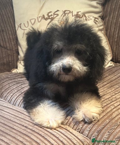 Cavapoo dogs in Battle - Advert 1