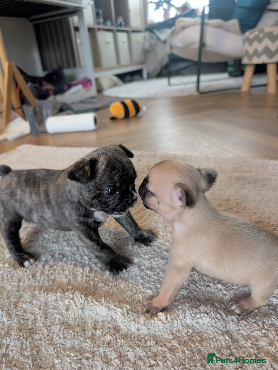 French Bulldog dogs for sale: *last one*Mixed (75%) French Bulldog Frenchie - Advert 18