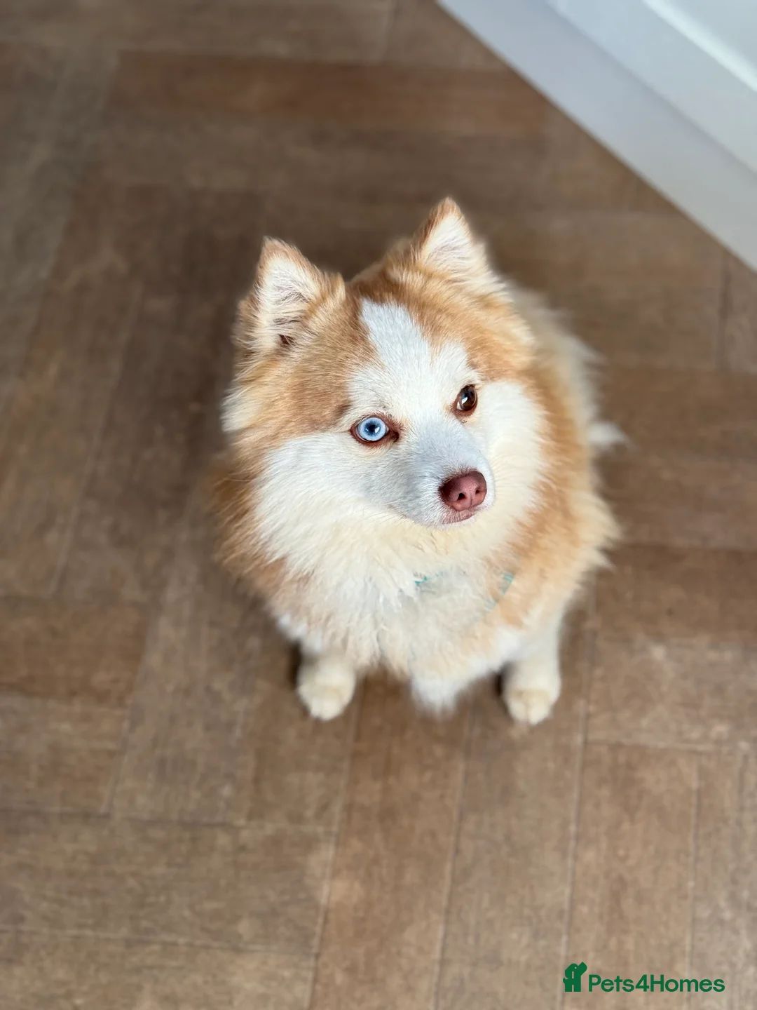 Pomsky dogs for sale: F3 Pomsky Puppies - ready now :)  - Advert 22