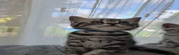 British Shorthair cats for sale: Silver Tabby Kittens, Rare GCCF Show Quality.  - Advert 18