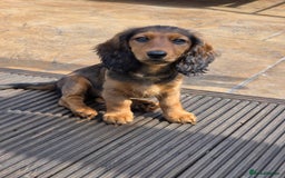 Dachshund dogs for sale: Red long-haired standard dachshund puppies - Image 15