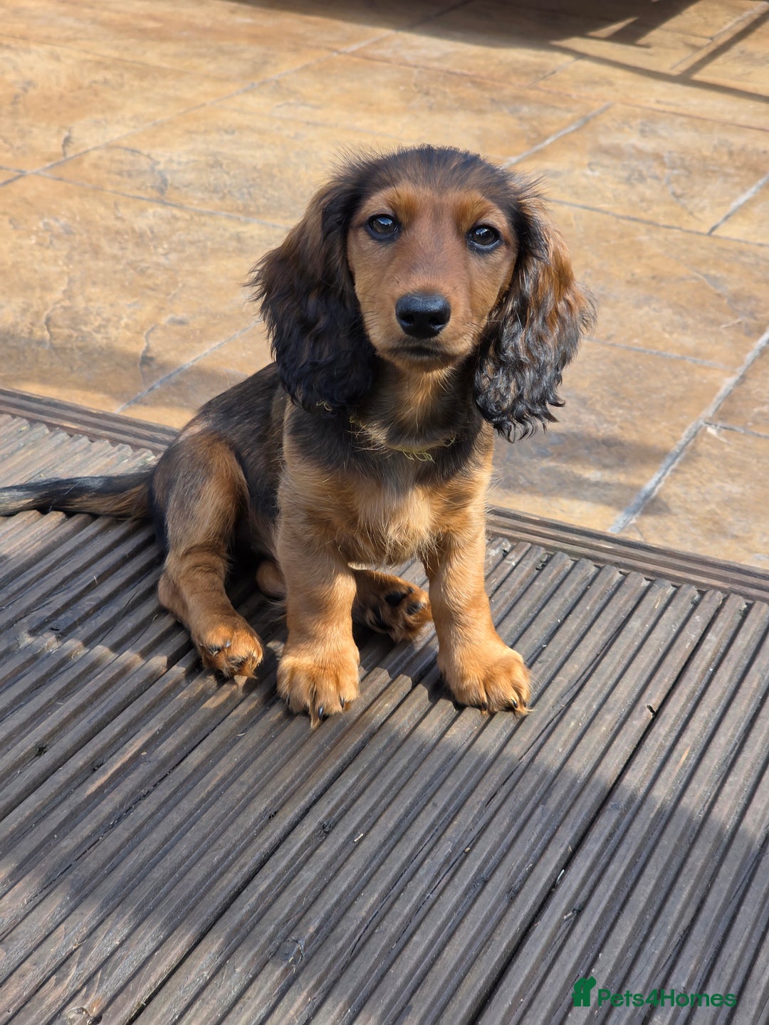 Dachshund dogs for sale: Red long-haired standard dachshund puppies - Image 15