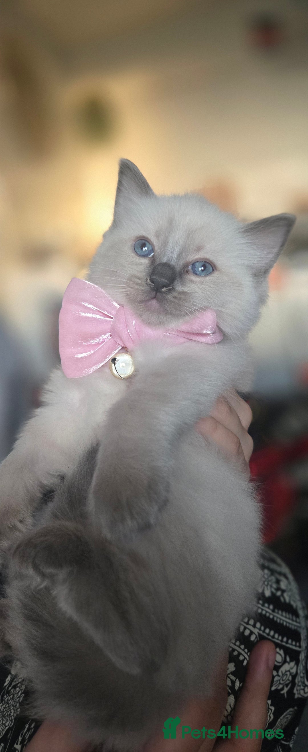 Ragdoll cats for sale: Pedigree Quality Ragdolls. - Advert 5