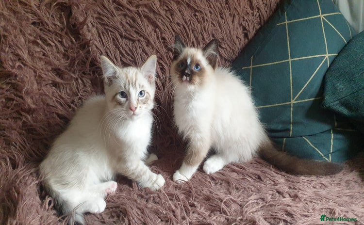 Ragdoll cats - Advert 2