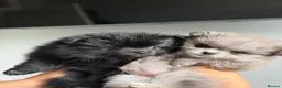 Pomeranian dogs for sale:  Adorable Pomeranian Puppies Merle, Sable & Black - Advert 21