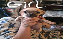Chihuahua dogs for sale: Chihuahua puppies - Image 1