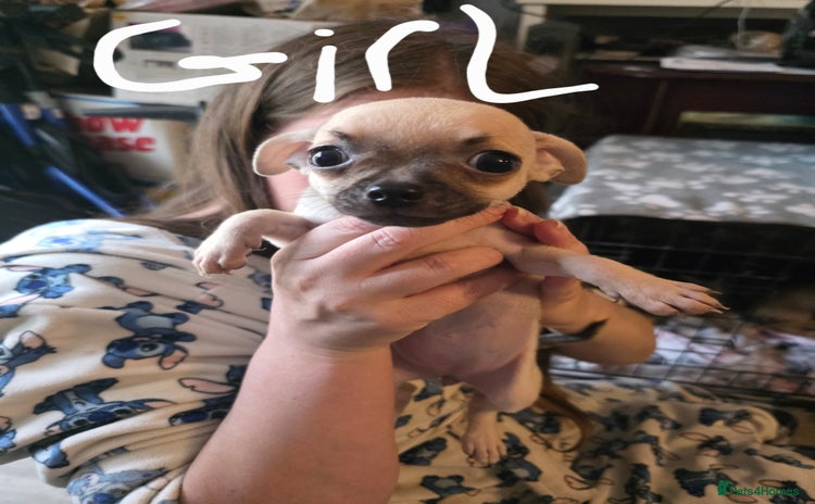 Chihuahua dogs - Advert 4
