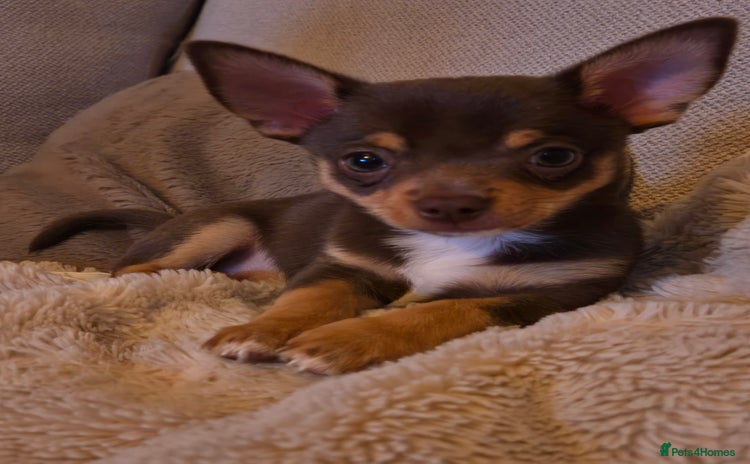 Chihuahua dogs - Advert 2