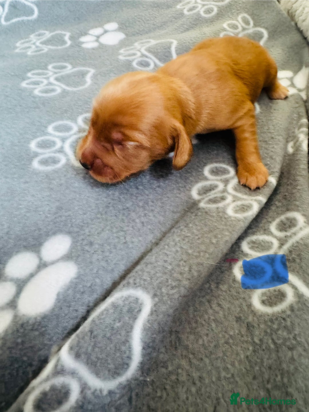 Cocker Spaniel dogs for sale: Red Cocker Spaniel Puppies - Image 31