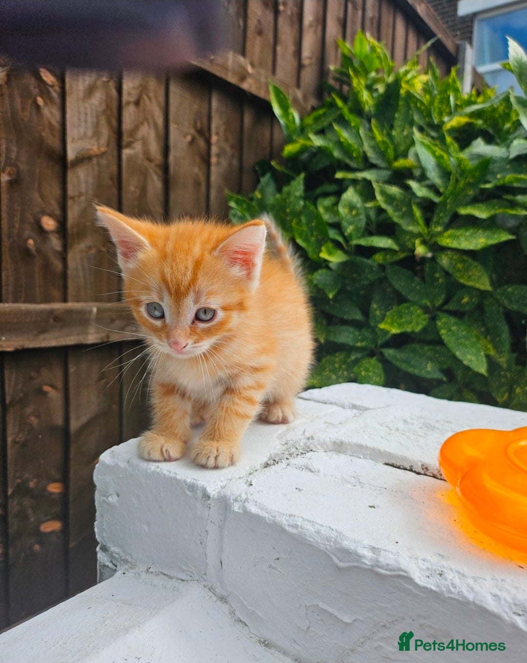 Maine Coon cats for sale: Beautiful fluffy kittens  - Advert 1