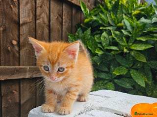Maine Coon cats Beautiful fluffy kittens - Advert 1