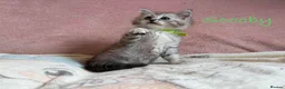 Perdoll cats for sale: Absolutely beautiful Perdoll Kittens  - Advert 19