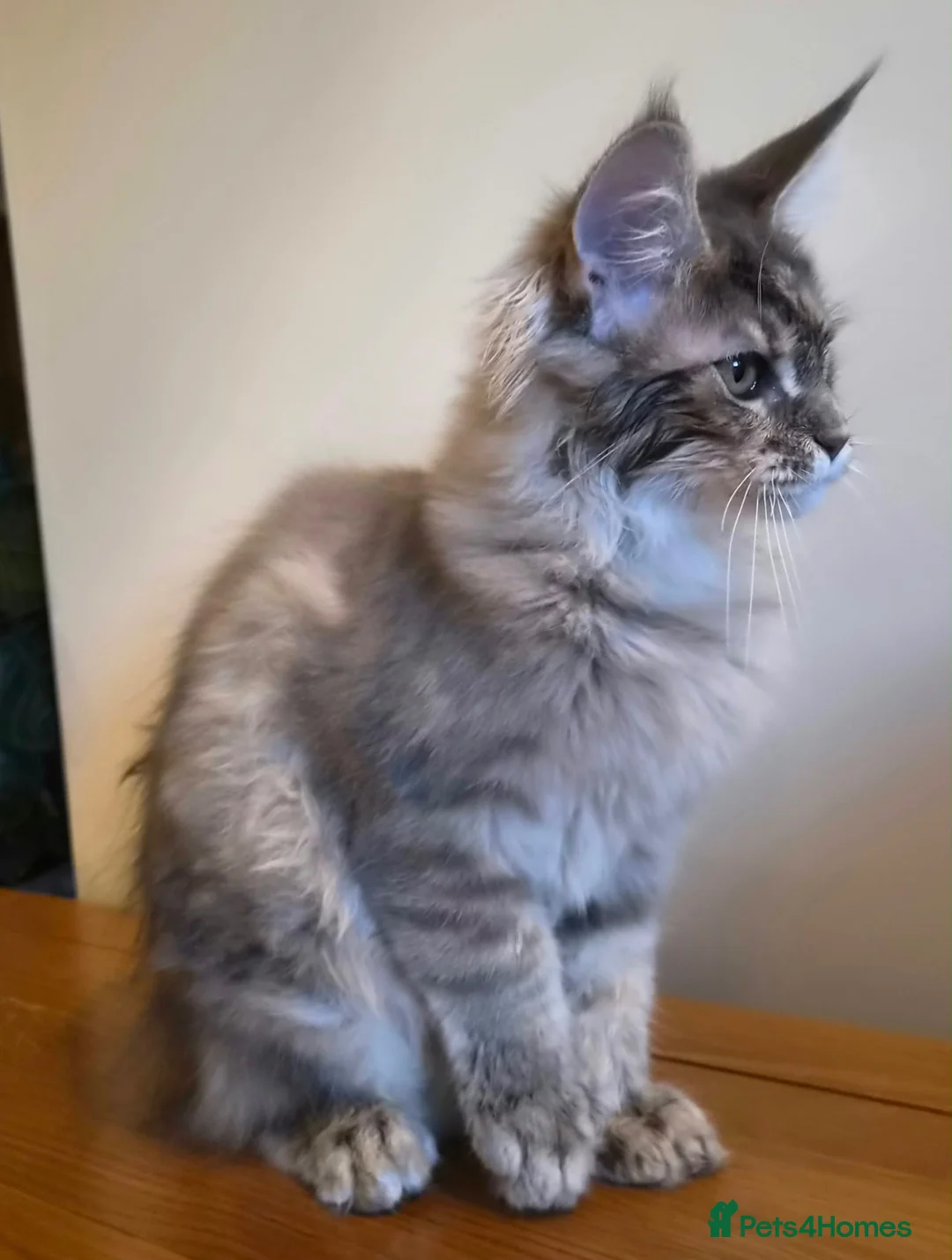 Maine Coon cats for sale: 😻 Blue Tabby Maine Coon XXL Russian Line Female  - Advert 2