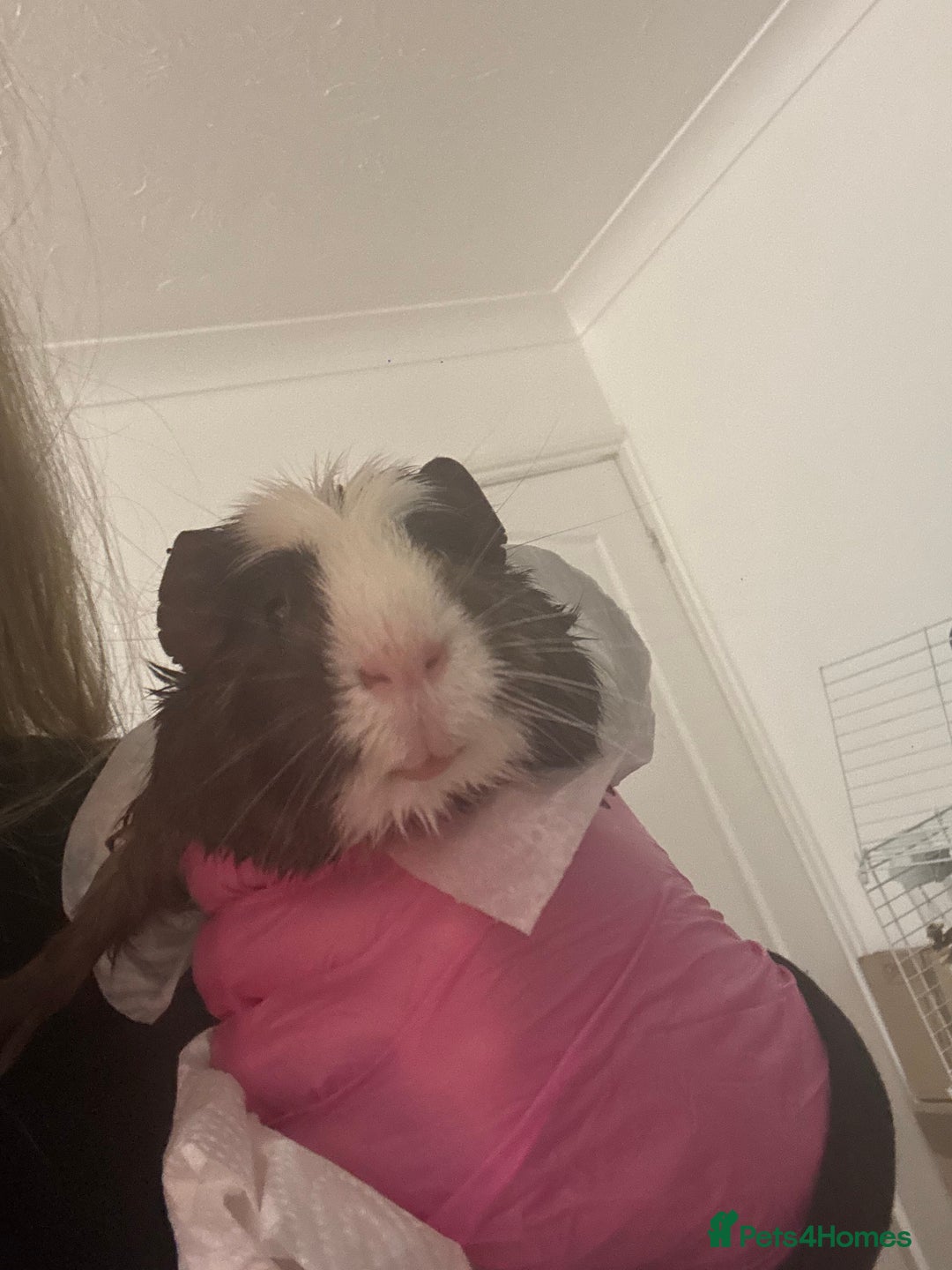 Guinea Pig rodents for sale: TWO MALE GUINEA PIGS - Advert 1