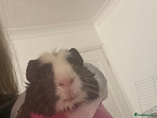 Guinea Pig rodents TWO MALE GUINEA PIGS - Advert 1