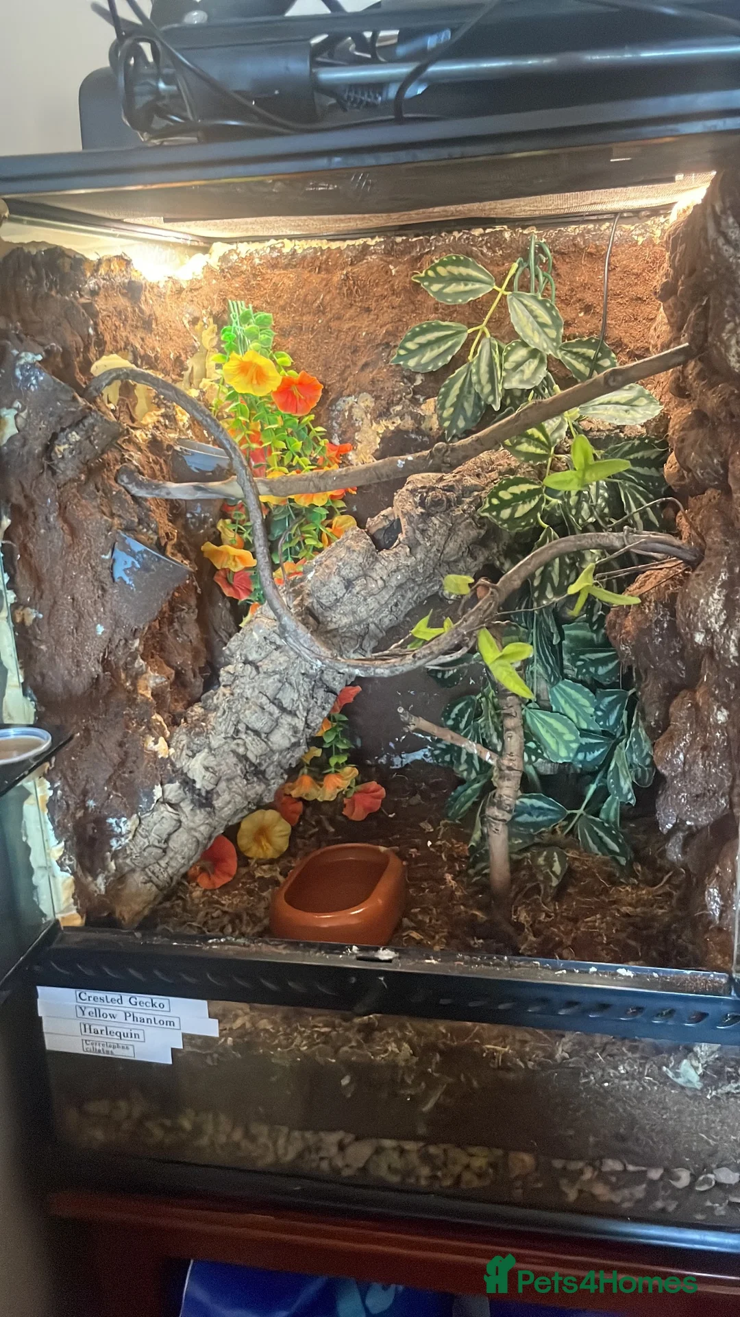 Mixed Breed rabbits for sale: Crested Geckos - Advert 9