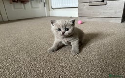 British Shorthair cats for sale: Chunky Lilac & blue bsh kittens  - Image 16