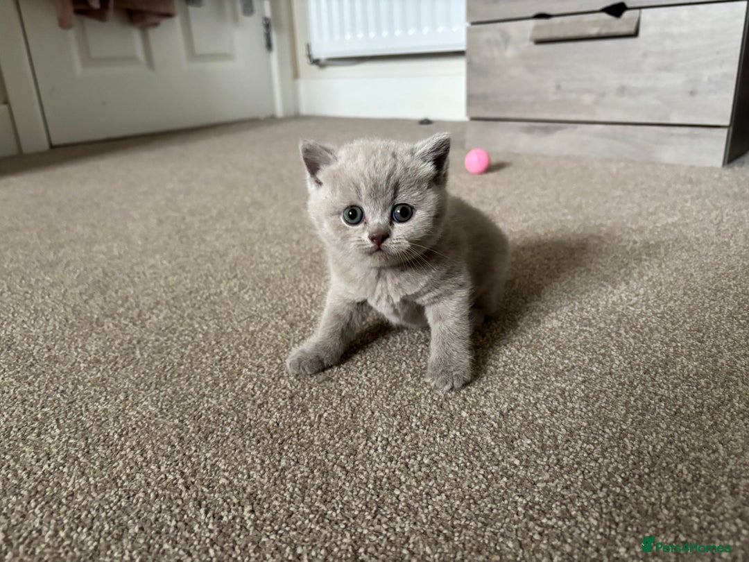 British Shorthair cats for sale: Chunky Lilac & blue bsh kittens  - Image 16