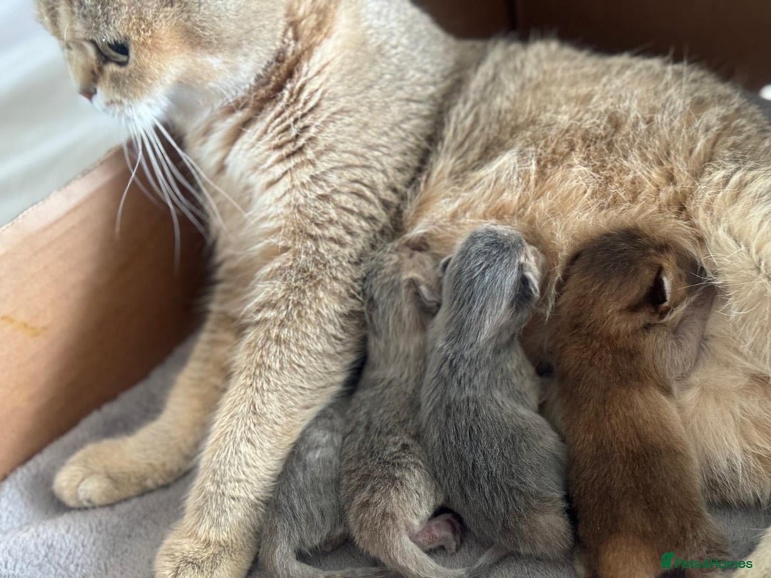 British Shorthair cats for sale: GCCF lilac goldens  - Advert 3