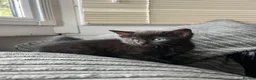 Mixed Breed cats for sale: Ragdoll x in Newton Abbot - Advert 6
