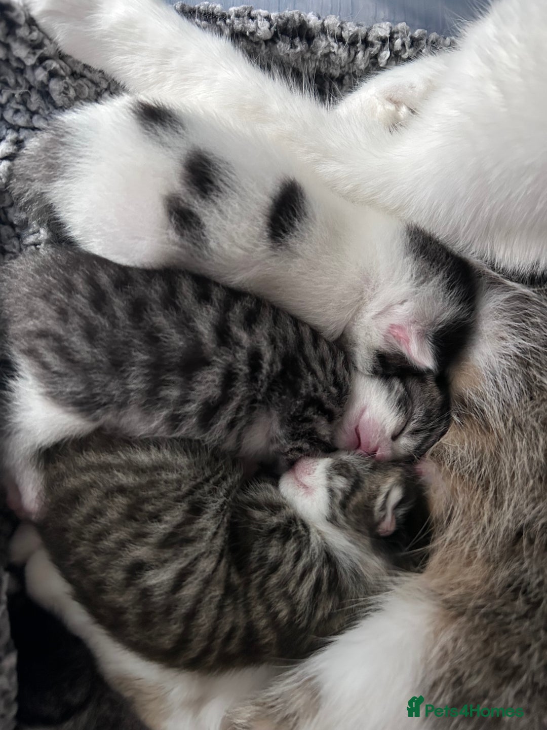 Mixed Breed cats for sale: Healthy, affectionate Kittens ready for  **  - Advert 13