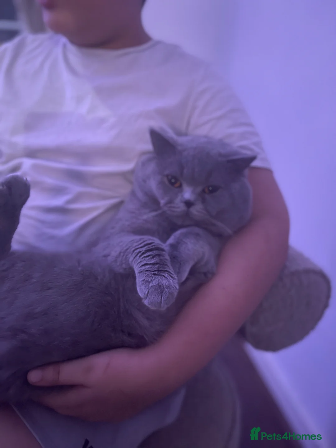 British Shorthair cats for sale: Blue British Shorthairs 2 Boys + 2 Girls - Advert 2
