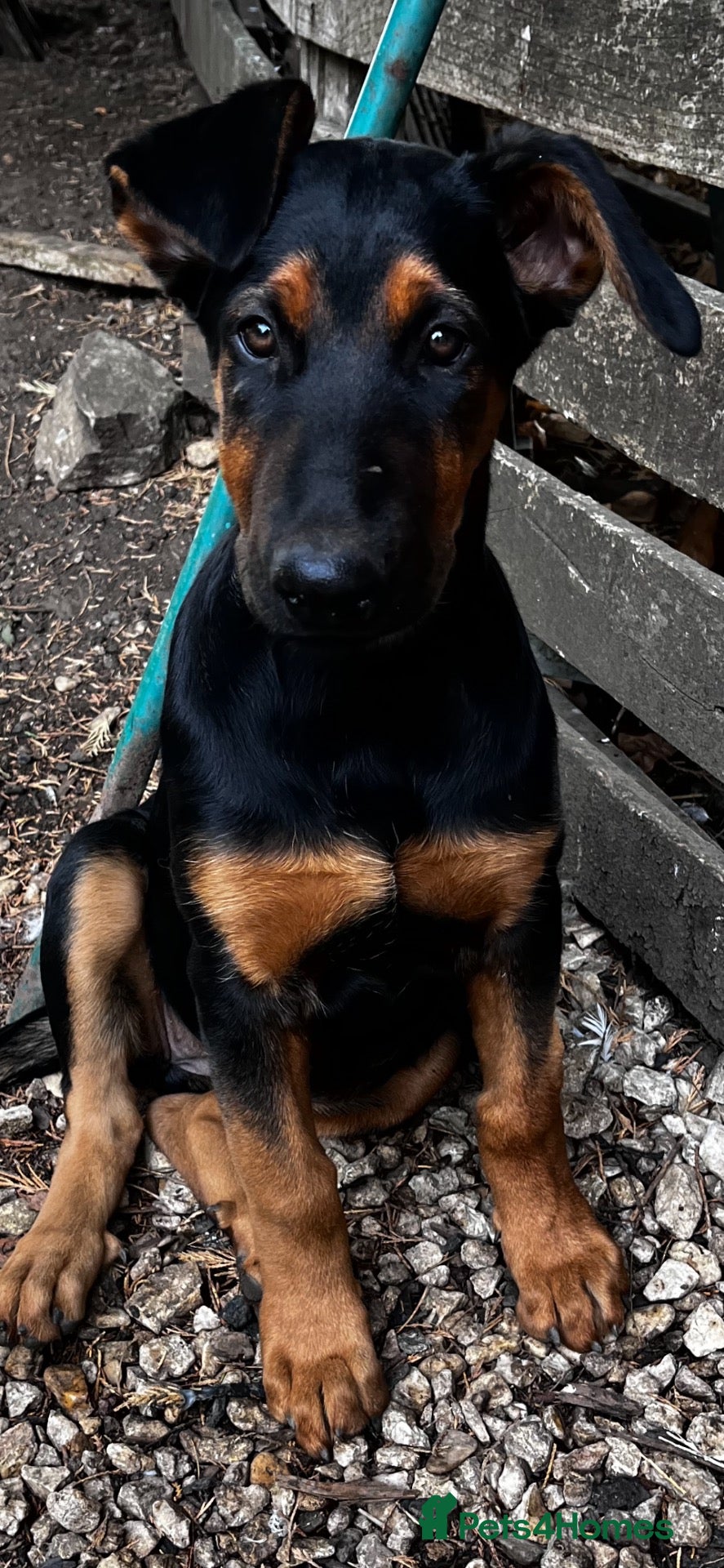 Belgian Shepherd Dog dogs Belgian Malinois X Dobermann - Advert 1