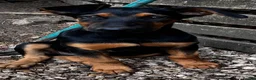 Belgian Shepherd Dog dogs for sale: Belgian Malinois X Dobermann - Advert 2