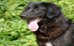 Mixed Breed dogs for adoption: Beautiful Kyra is looking for a home! - Image 6