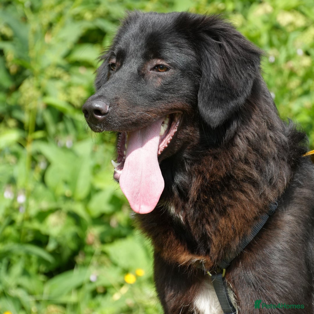 Mixed Breed dogs for adoption: Beautiful Kyra is looking for a home! - Image 6