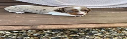 Miniature Dachshund dogs for sale: Mini Dachshund puppies  - Advert 10
