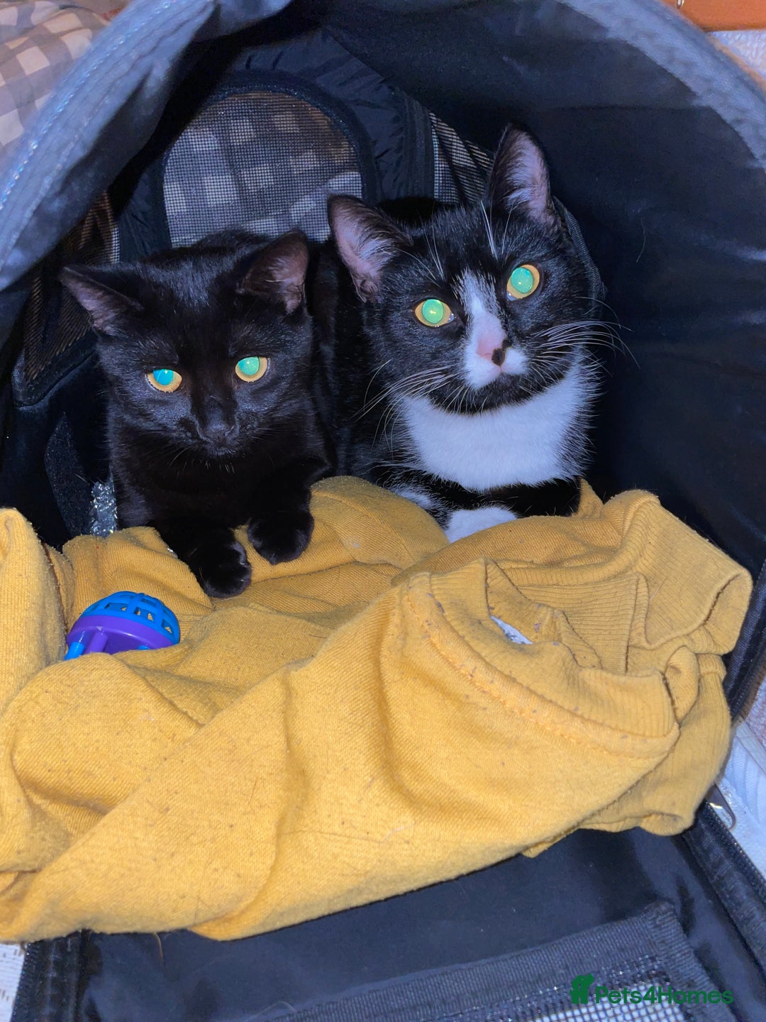 British Shorthair cats for sale: Black kitten and black and white kitten  - Advert 1