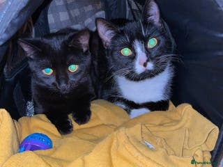 British Shorthair cats Black kitten and black and white kitten - Advert 17