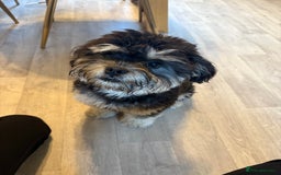 Mixed Breed dogs for sale: Black and Tan Froodle ( French bulldog/ poodle  - Image 3