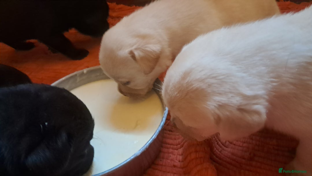 Labrador Retriever dogs for sale: KC Labrador girls - Advert 8